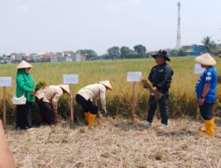Meski Surplus Beras, Petani Kabupaten Bandung Masih Hadapi Kendala Panen